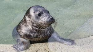 LithuaniaActstoSaveBalticSealsAmidClimateCrisis-1752327248200