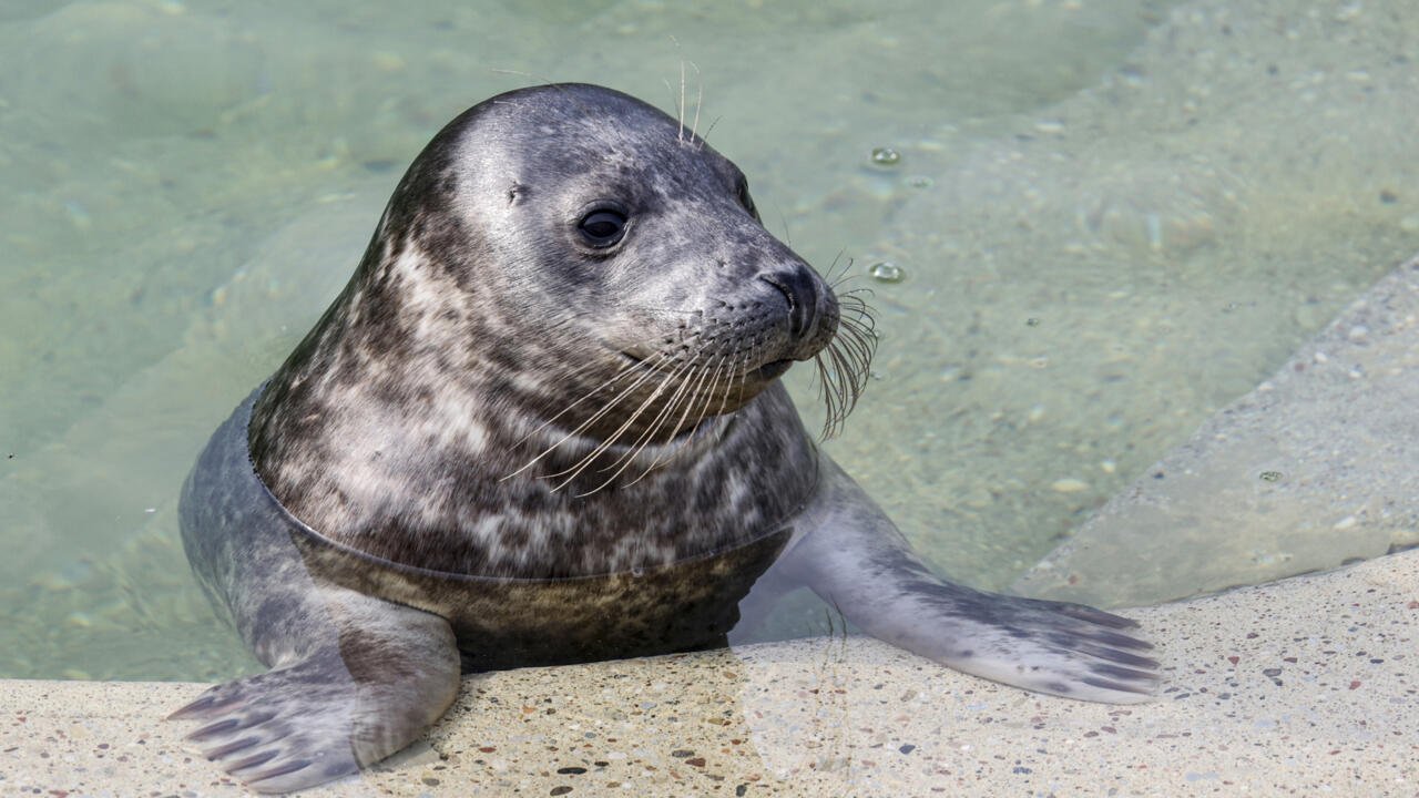LithuaniaActstoSaveBalticSealsAmidClimateCrisis-1752327248200