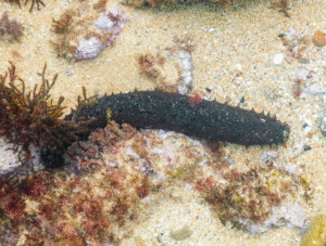 Sea Cucumbers