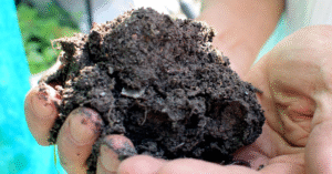 Biochar in India