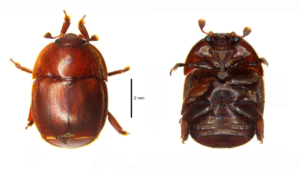 First Record of Small Hive Beetle (SHB) in India