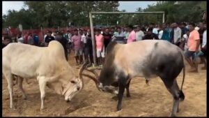 Goa Assembly Debate Rekindles Demand to Legalise Bull Fighting