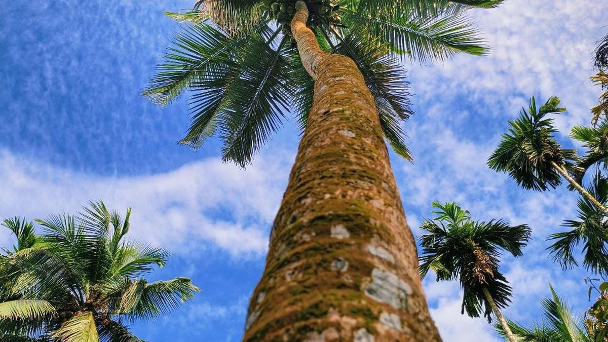 Kuttiyadi coconut Steps Towards GI Tagging