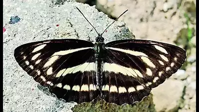 NEPTIS PHILYRA