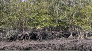 Phtheirospermum Lushaiorum: A Rare Hemi-Parasitic Terrestrial Plant of Mizoram