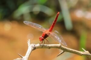 Rediscovery of Crocothemis erythraea in Southern Western Ghats