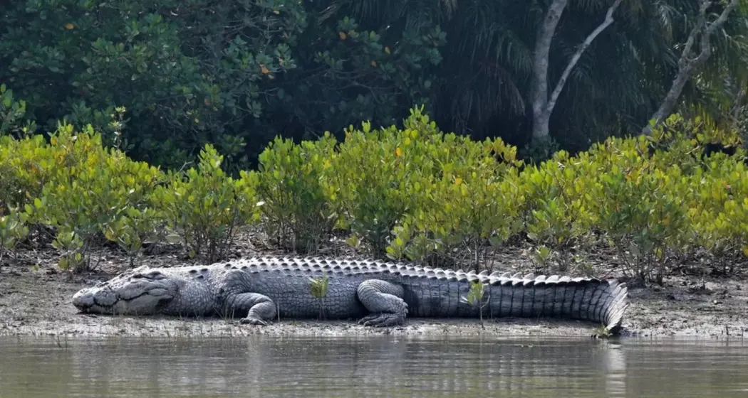 Saltwater Crocodiles in Sundarbans on Rise