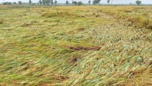 Unseasonal Rains and their Impact