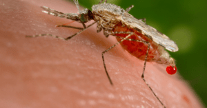 Malaria Endgame
