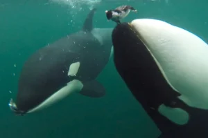 Orcas Offering Prey to Humans