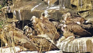 Vultures, Pandemic Preparedness, and Public Health Security