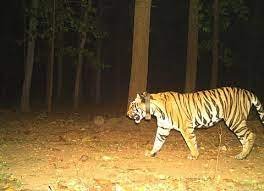 Community-Centred Tiger Conservation