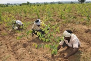 Safeguarding India’s Carbon Market