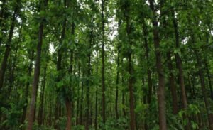 Saranda Forest Sanctuary Case