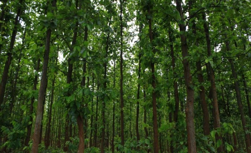 Saranda Forest Sanctuary Case