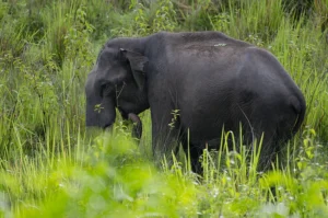 Wildlife Protection (Kerala Amendment) Bill, 2025