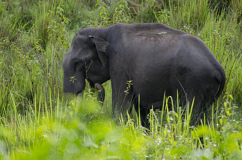 Wildlife Protection (Kerala Amendment) Bill, 2025