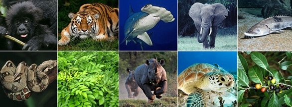 CITES Report Urges India to Halt Wildlife Imports Pending Stronger Checks