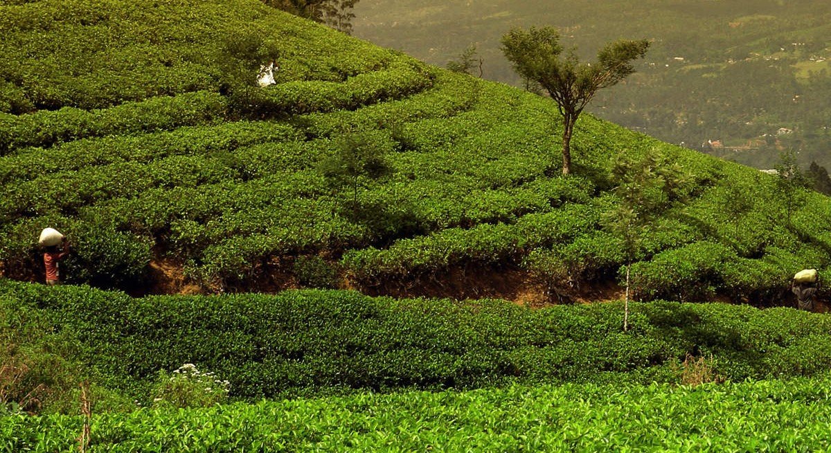 Climate Change and the Future of Assam Tea