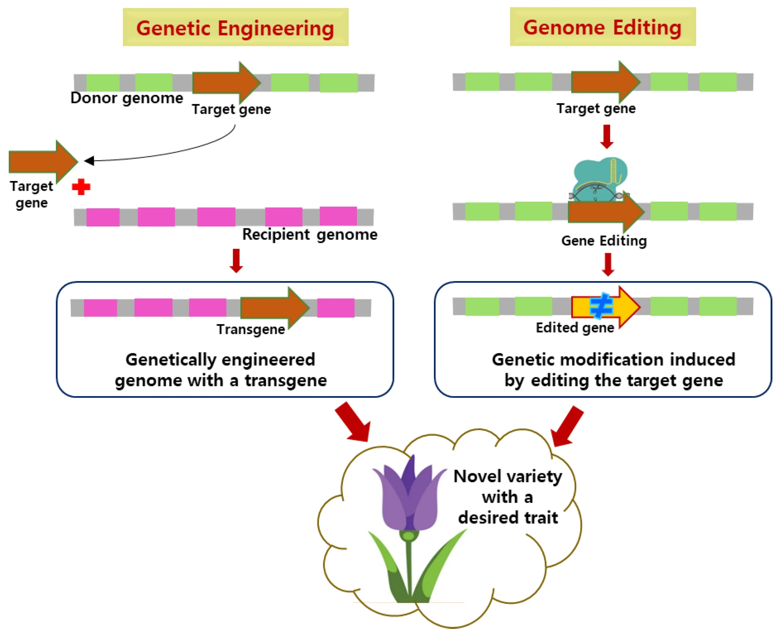 From Gene Modification to Genome Editing