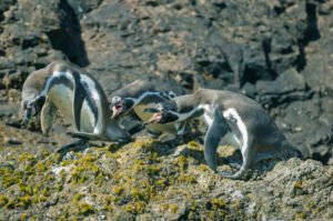 Humboldt Penguins Are Vanishing from Chile’s Coast
