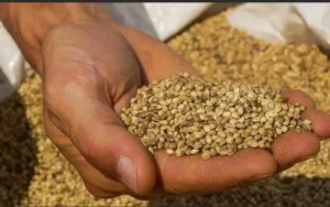 India’s New Seeds Bill 2025