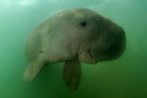 India’s Sea Cows Under Threat