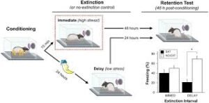 Understanding Stress-Enhanced Fear Response