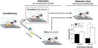 Understanding Stress-Enhanced Fear Response