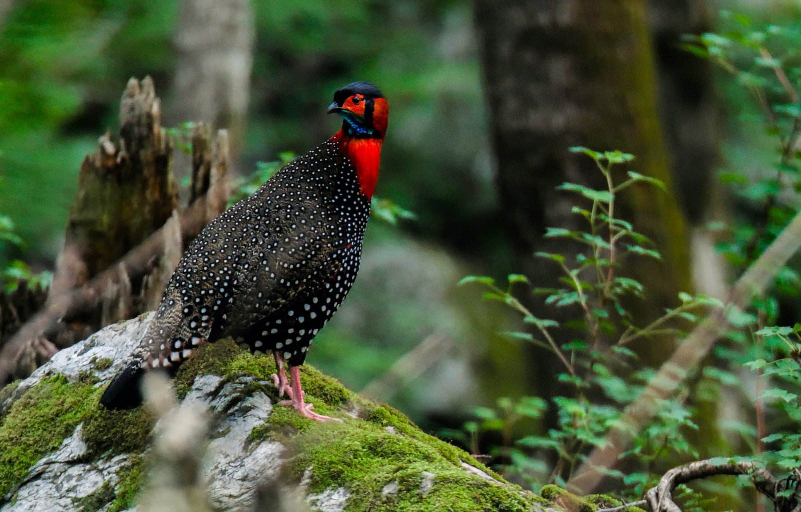 Conserving the Western Tragopan