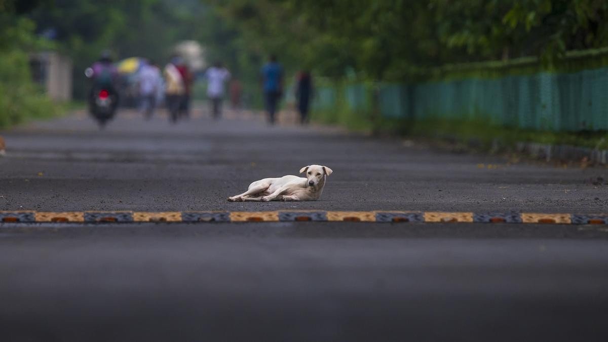 Ethics of Animal Representation in Democracy