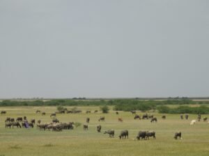 Restoring India’s Grasslands