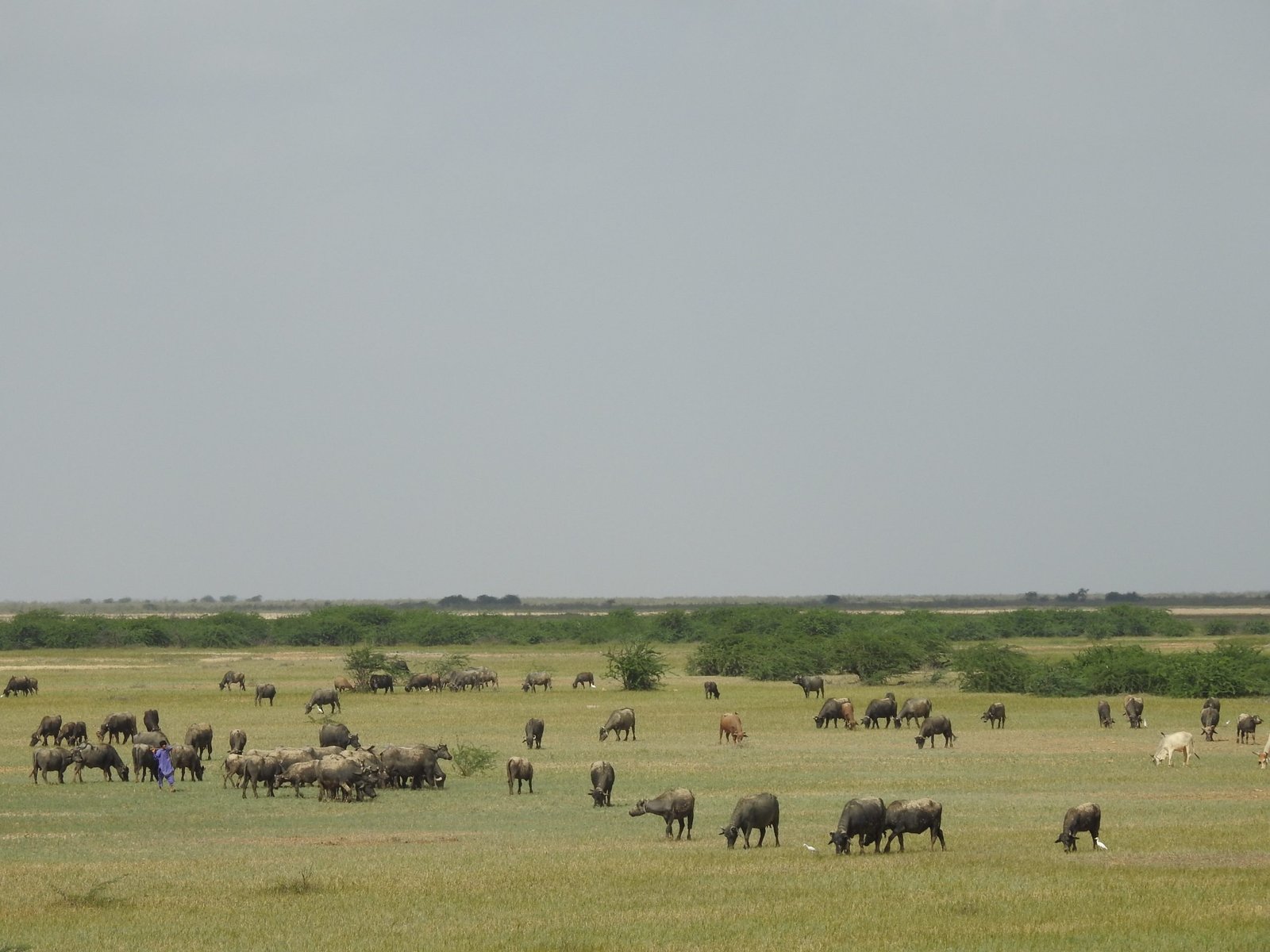 Restoring India’s Grasslands