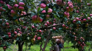 Apple Imports and Farmer Distress