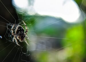 Darwin’s Bark Spider