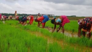India’s Rice Production