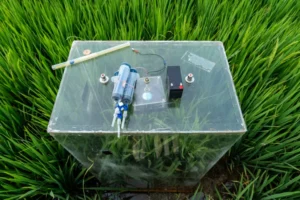 Making Money from Methane Reduction in Paddy Fields