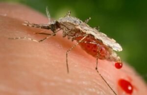Malaria Elimination in India: Progress, Challenges and the Road to 2030