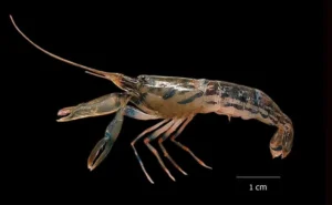 Alpheus madhusoodanai