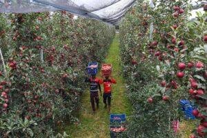 Apple Import Duty Reduction Impact on J&K Orchardists