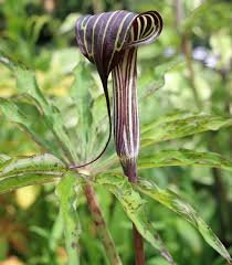 Arisaema siahaense