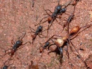 Army Ant Species