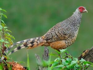 Cheer Pheasant