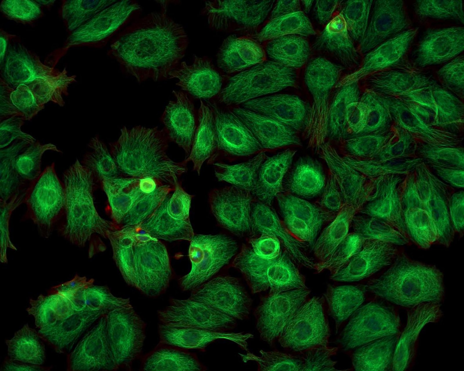 Fluorescent Proteins