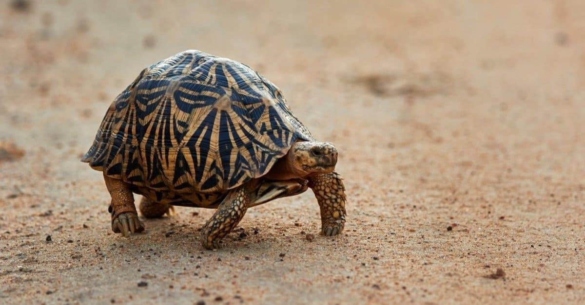 Indian Star Tortoise