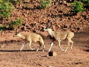 Kapilash Wildlife Sanctuary