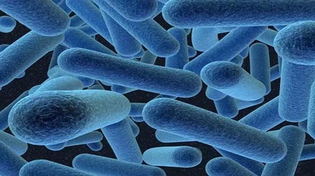 Kerala declared Bacillus subtilis as India’s first State Microbe