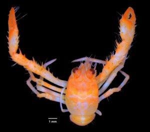 Leiogalathea Samudragiri