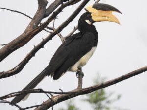 Malabar Pied Hornbill