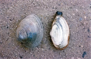 Mangrove Clam